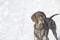 German shorthaired pointer - Hunter dog Royalty Free Stock Photo