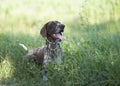 German shorthaired pointer - Hunter dog Royalty Free Stock Photo