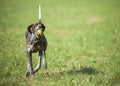 German shorthaired pointer - Hunter dog Royalty Free Stock Photo