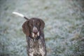 German shorthaired pointer - Hunter dog Royalty Free Stock Photo