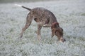 German shorthaired pointer - Hunter dog Royalty Free Stock Photo