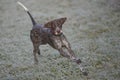 German shorthaired pointer - Hunter dog Royalty Free Stock Photo