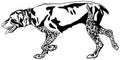 German Shorthaired Pointer hunting dog