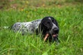 German shorthaired pointer, kurtshaar one black spotted puppy lies Royalty Free Stock Photo