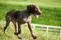 German shorthaired pointer, german kurtshaar one brown spotted puppy close-up Royalty Free Stock Photo