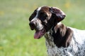 German shorthaired pointer, german kurtshaar one brown spotted puppy, Royalty Free Stock Photo