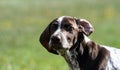 German shorthaired pointer, german kurtshaar one brown spotted puppy,close-up Royalty Free Stock Photo