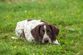 German shorthaired pointer, kurtshaar one brown spotted puppy lies on the green grass