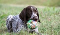 German shorthaired pointer, kurtshaar one brown spotted puppy lies on the green grass Royalty Free Stock Photo