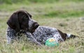 German shorthaired pointer, kurtshaar one brown spotted puppy lies on the green grass, Royalty Free Stock Photo