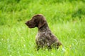 German shorthaired pointer, german kurtshaar one brown spotted puppy photo in profile Royalty Free Stock Photo