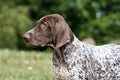 German shorthaired pointer, german kurtshaar one brown spotted puppy, portrait Royalty Free Stock Photo