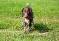 German shorthaired pointer, kurtshaar one brown spotted puppy running Royalty Free Stock Photo