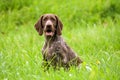German shorthaired pointer, german kurtshaar one brown spotted puppy sit on the green high grass Royalty Free Stock Photo