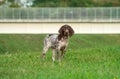 German shorthaired pointer, german kurtshaar one spotted puppy with brown ears stand