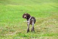 German shorthaired pointer, kurtshaar one spotted puppy