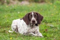 German shorthaired pointer, german kurtshaar one spotted puppy lying on green grass,