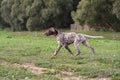 German Shorthaired Pointer, German kurtshaar one spotted puppy in motion Royalty Free Stock Photo