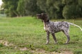 German Shorthaired Pointer, German kurtshaar one spotted puppy stand up with head up Royalty Free Stock Photo