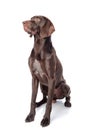 German Shorthaired Pointer Kurzhaar