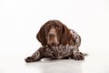 German Shorthaired Pointer - Kurzhaar puppy dog isolated on white background Royalty Free Stock Photo