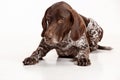 German Shorthaired Pointer - Kurzhaar puppy dog isolated on white background Royalty Free Stock Photo