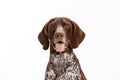 German Shorthaired Pointer - Kurzhaar puppy dog isolated on white background Royalty Free Stock Photo