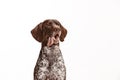 German Shorthaired Pointer - Kurzhaar puppy dog isolated on white background Royalty Free Stock Photo