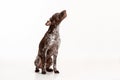 German Shorthaired Pointer - Kurzhaar puppy dog isolated on white background Royalty Free Stock Photo