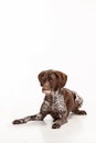 German Shorthaired Pointer - Kurzhaar puppy dog isolated on white background Royalty Free Stock Photo