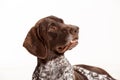 German Shorthaired Pointer - Kurzhaar puppy dog isolated on white background Royalty Free Stock Photo