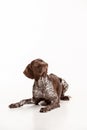 German Shorthaired Pointer - Kurzhaar puppy dog isolated on white background Royalty Free Stock Photo