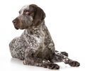 German shorthaired pointer