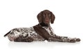 German shorthaired pointer Royalty Free Stock Photo