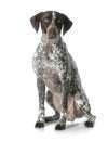 German shorthaired pointer male is