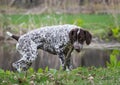 German shorthaired pointer