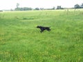 German shorthaired pointer pointing Royalty Free Stock Photo