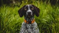 German shorthaired pointer portrait in grass Royalty Free Stock Photo