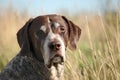 German Shorthaired Pointer