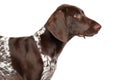 German shorthaired pointer