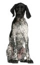 German Shorthaired Pointer puppy, 4 months old