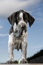 German shorthaired pointer puppy dog Royalty Free Stock Photo