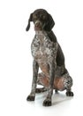 German shorthaired pointer puppy female female