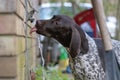 German Shorthaired Pointer Puppy Getting a Drink