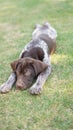 Laying spread out German shorthair pointer puppy