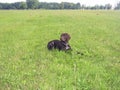 German shorthaired pointer puppy silhouette Royalty Free Stock Photo