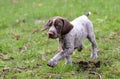 German shorthaired pointer puppy