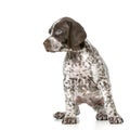 German shorthaired pointer puppy