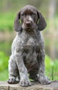 German shorthaired pointer