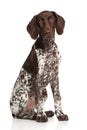 German shorthaired pointer Royalty Free Stock Photo